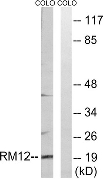 MRP-L12 rabbit pAb Antibody