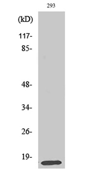 MRP-L14 antibody