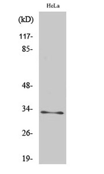 MRP-L15 antibody