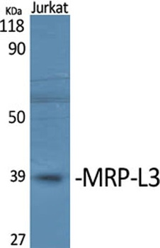 MRP-L3 antibody
