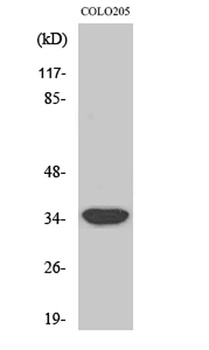 MRP-L4 antibody