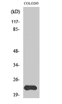 MRP-L40 antibody