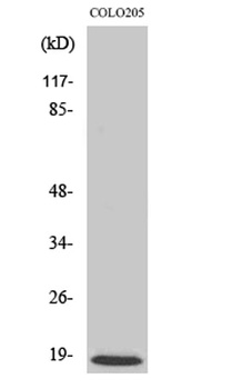 MRP-L50 rabbit pAb Antibody