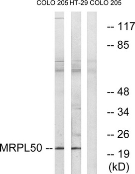 MRP-L50 rabbit pAb Antibody