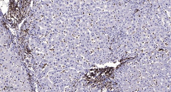 MRP-L50 rabbit pAb Antibody