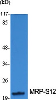 MRP-S12 antibody