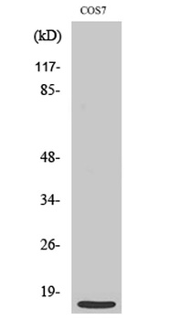 MRP-S21 antibody