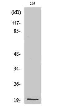 MRP-S25 antibody