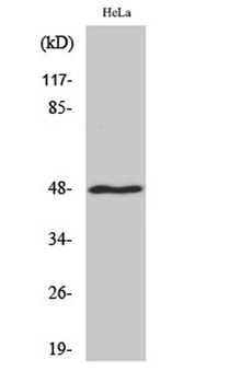 MRP-S27 antibody