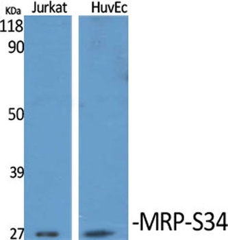 MRP-S34 antibody