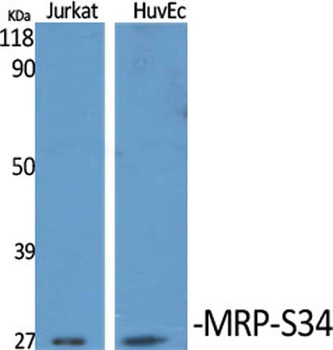 MRP-S34 rabbit pAb