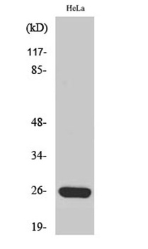 MRP-S34 rabbit pAb Antibody