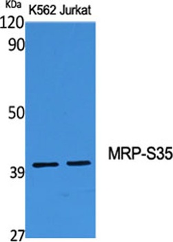 MRP-S35 rabbit pAb