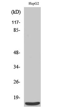 MRP-S36 antibody