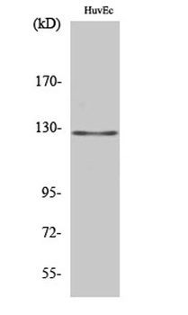 MSH3 antibody