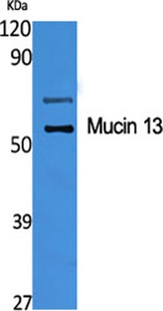 Mucin 13 antibody