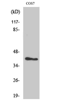 MVK antibody