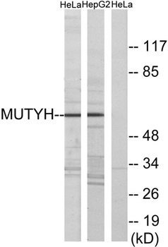 MYH rabbit pAb Antibody