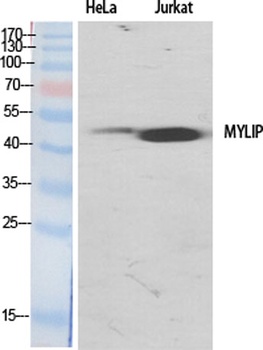 MYLIP rabbit pAb