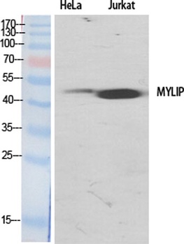 MYLIP antibody