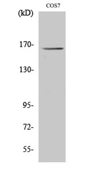 Myomesin-2 antibody