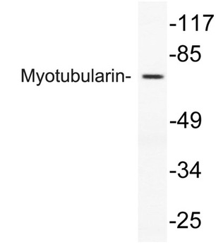 Myotubularin rabbit pAb Antibody
