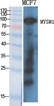 MYSM1 antibody