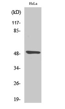 Myt 1 antibody