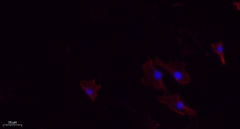 N/H/K-Ras rabbit pAb