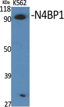 N4BP1 antibody