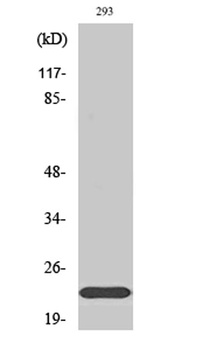 Na+ CP type II beta antibody