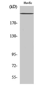 Na+ CP-pan antibody