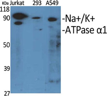 Na+/K+-ATPase alpha 1 antibody