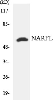 NARFL antibody