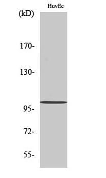 NARG1 antibody