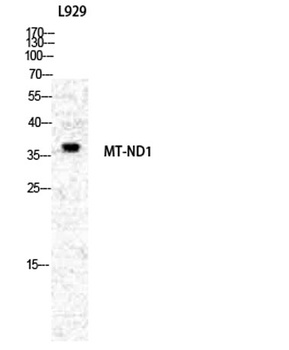 ND1 antibody