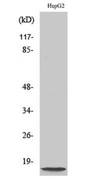 NDUFA4L2 antibody