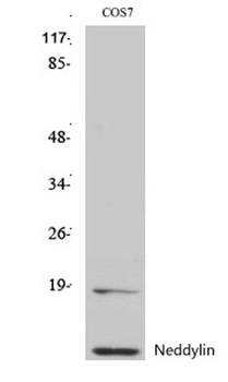 Neddylin antibody