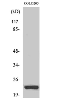 NEEP21 antibody