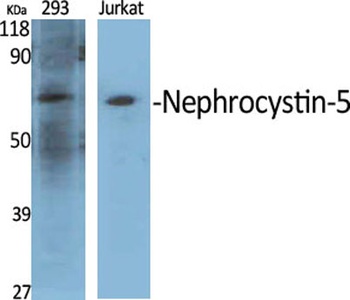 Nephrocystin-5 antibody