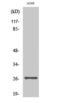 NET-5 antibody