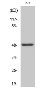 Neuro D2 antibody