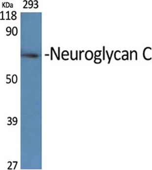 Neuroglycan C rabbit pAb