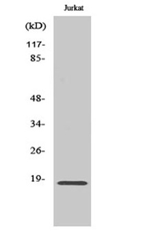 Neuromedin-S rabbit pAb