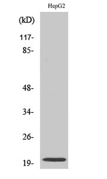 Neuromedin-U rabbit pAb
