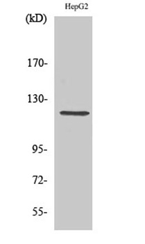 Neuropilin-1 rabbit pAb