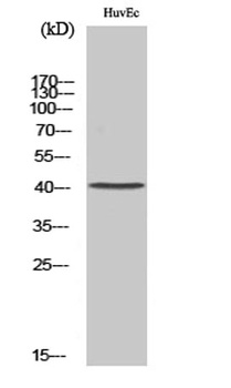 Neurotrimin antibody