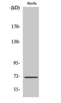 NF2 antibody