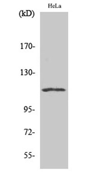 NFATc3 antibody