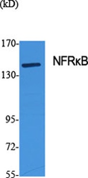 NFR kappa B antibody